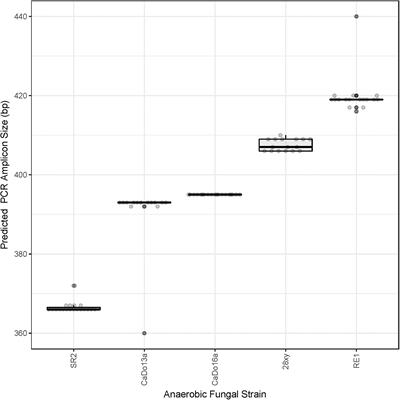 Assessment of the Accuracy of High-Throughput Sequencing of the ITS1 Region of Neocallimastigomycota for Community Composition Analysis